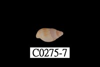 藏品(麥螺科)的圖片